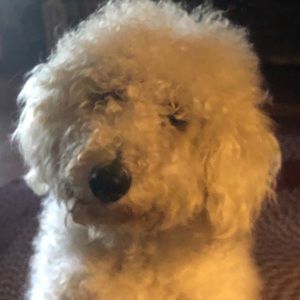 Meet your Posher, Pamela